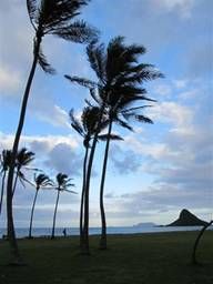 American Samoa -- Palm trees blowing